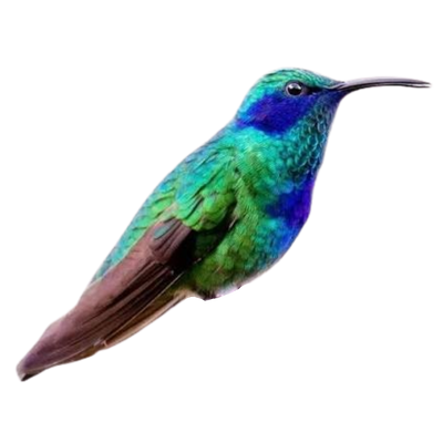 Mexican Violetear
