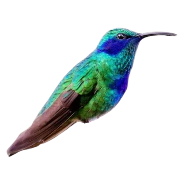 Mexican Violetear Hummingbird