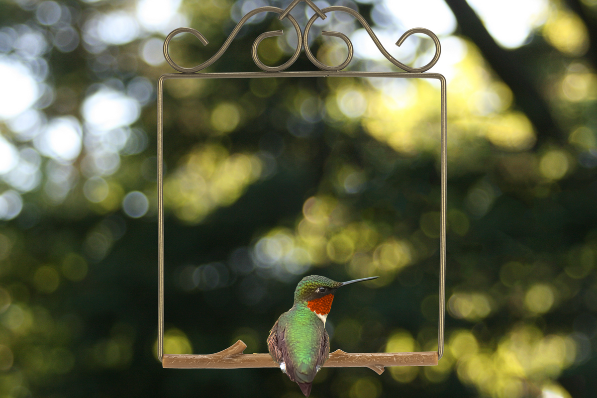 A hummingbird with a red throat perched on the Bronze Original Series swing with scrollwork top