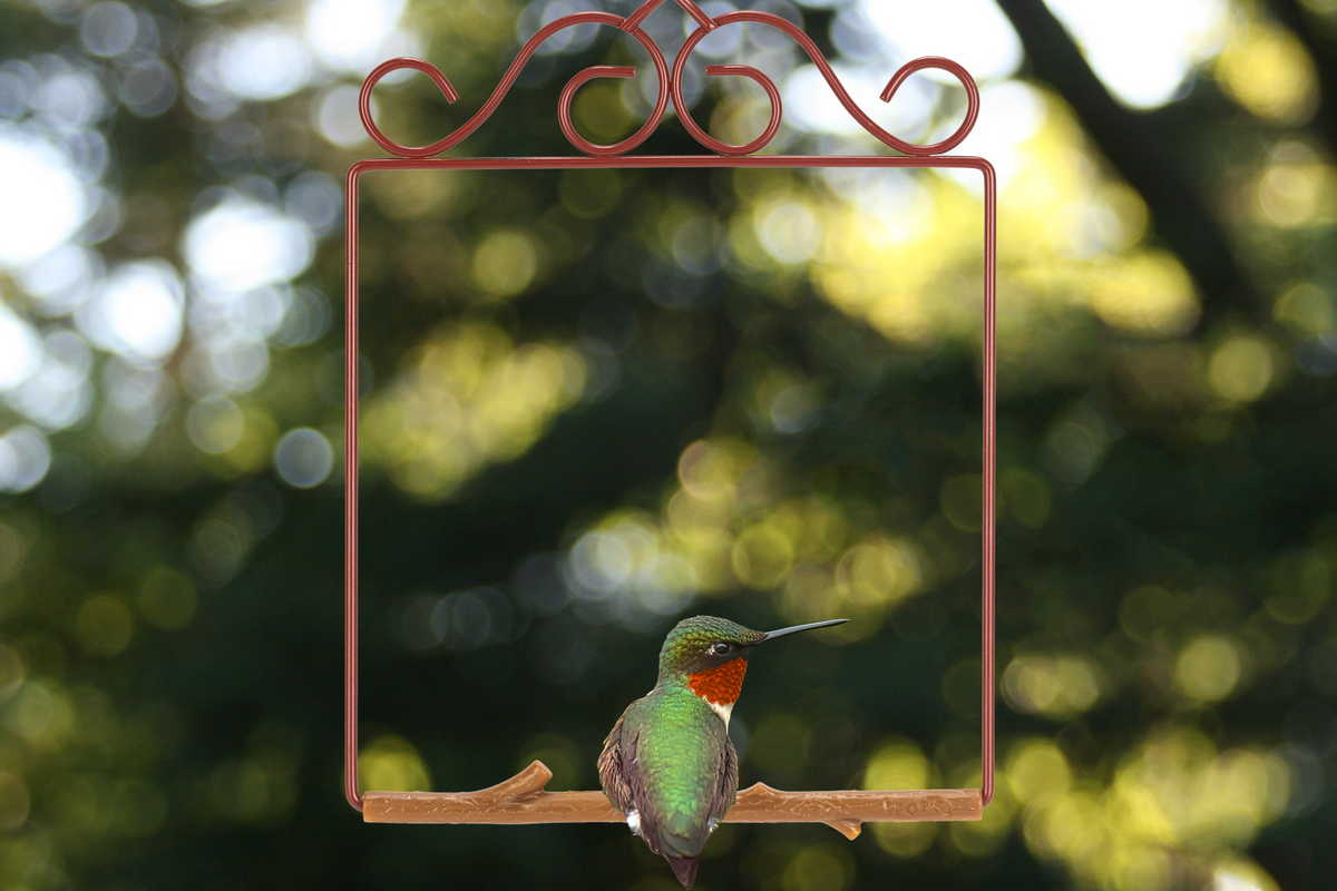 A hummingbird with a red throat perched on the Redwood Original Series swing with scrollwork top