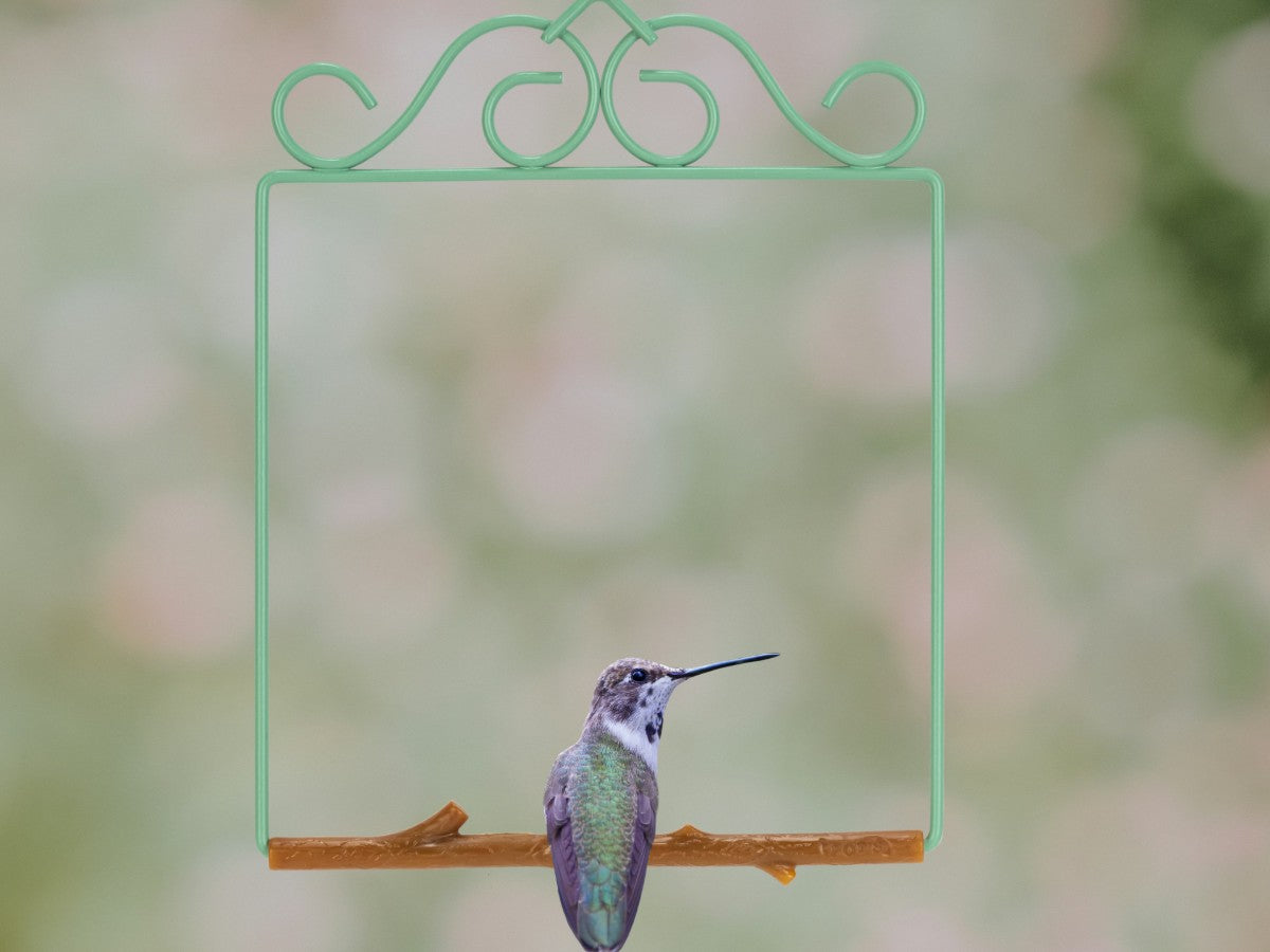 A hummingbird perched on the seafoam-green patina Original swing with scrollwork top