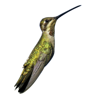 Plain-capped Starthroat