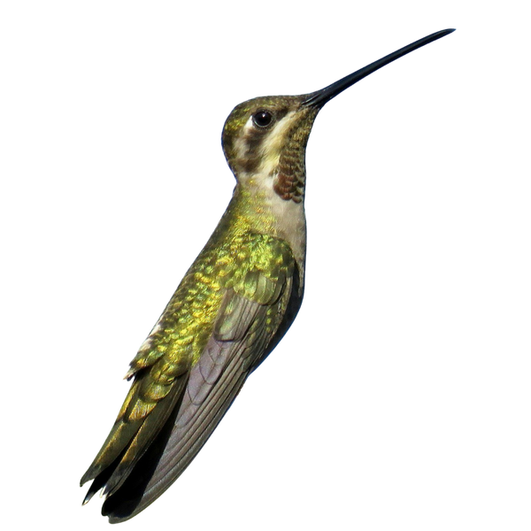 Plain-capped Starthroat Hummingbird