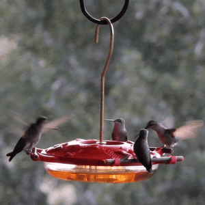 AspenPerch™ Hummingbird Feeder, 8 oz