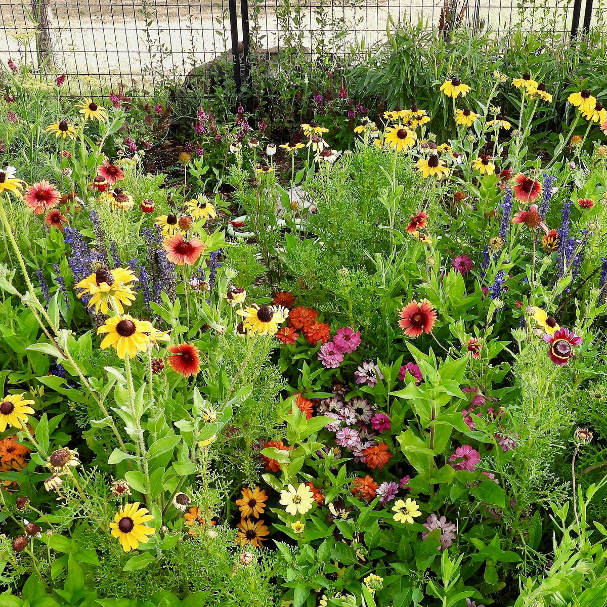 A dense, vibrant garden bed filled with a variety of colorful wildflowers, including black-eyed Susans, coneflowers, and purple delphiniums, surrounded by lush green foliage.