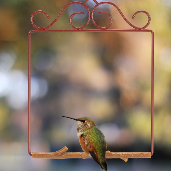 A hummingbird perched on a Pop's Original Series swing in Redwood in Redmond, Washington