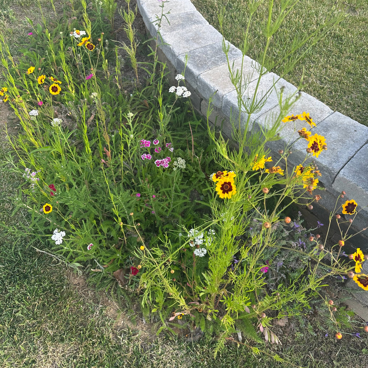 A customer’s bed of Pop’s wildflowers in bloom along a garden wall in Redlands, California