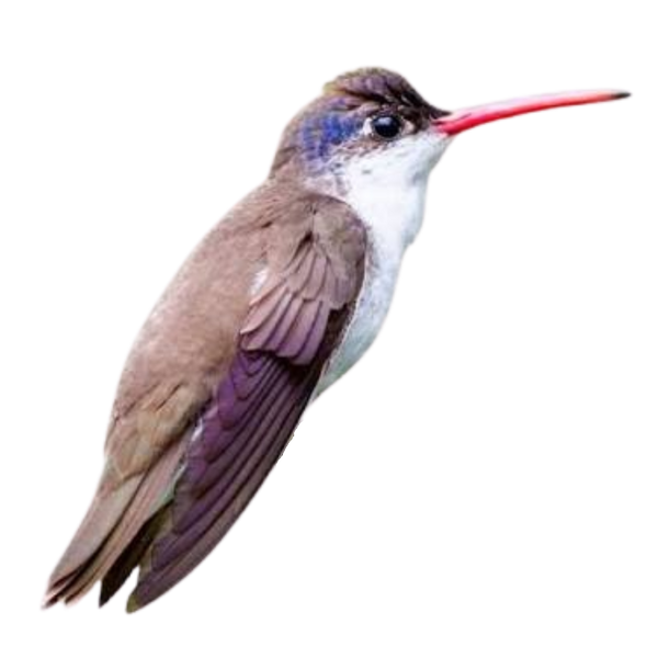 Violet-crowned Hummingbird