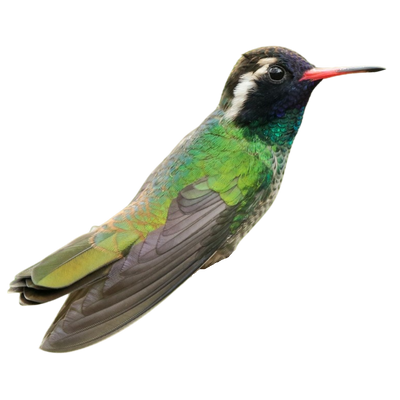 White-eared