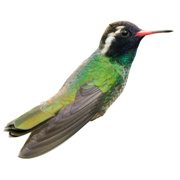 White-eared Hummingbird