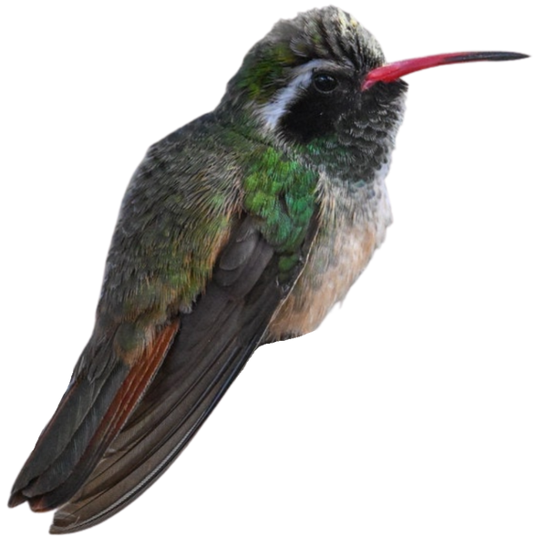 Xantus's Hummingbird