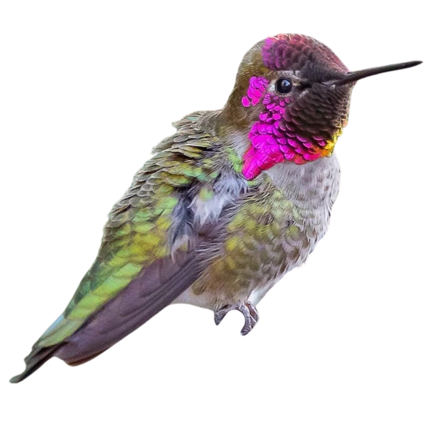 Anna's Hummingbird