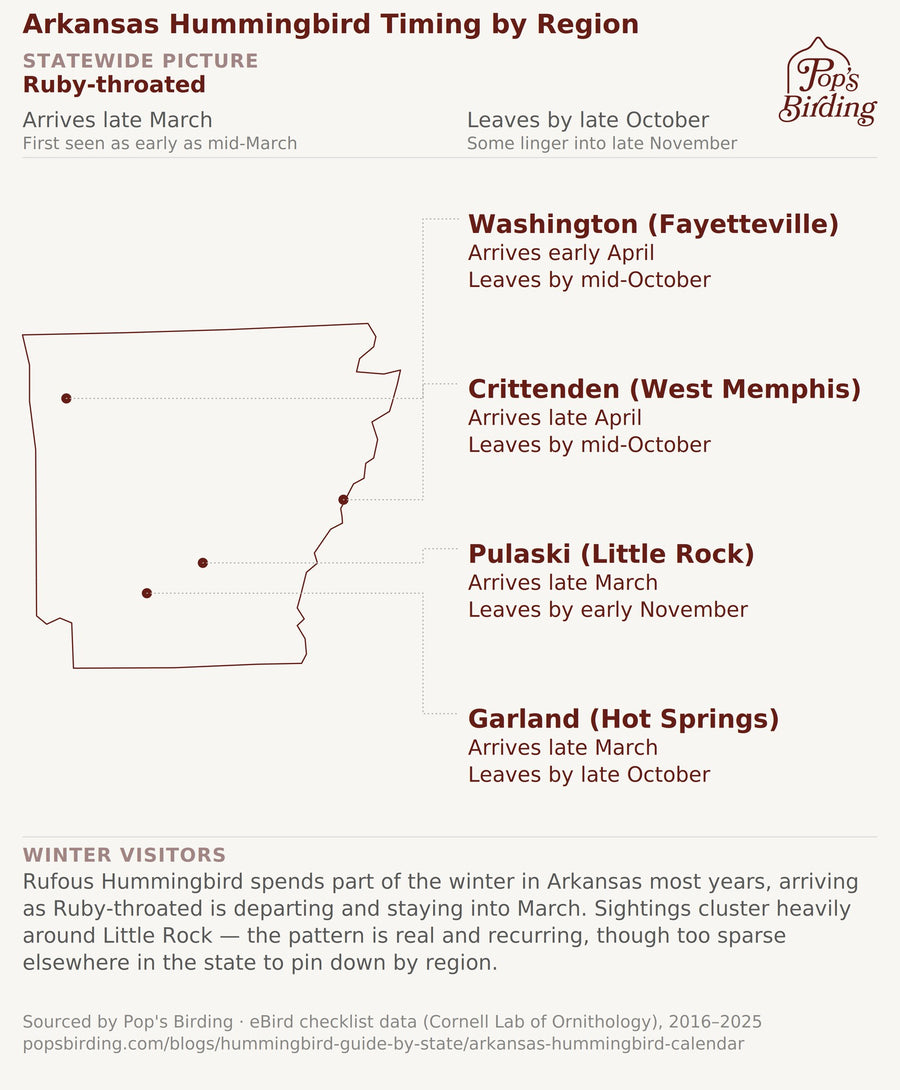 Map showing when hummingbirds arrive and leave in each Arkansas region — Pulaski County (Little Rock) holds birds longest, into early November; Garland (Hot Springs) lingers into late October; Washington and Crittenden clear out a bit earlier, by mid-October; Rufous Hummingbird winters over in small numbers concentrated around Little Rock. hummingbird timing chart