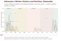 Chart showing Arkansas's rare and wintering hummingbirds — Anna's, Black-chinned, and Rufous — appearing in small numbers, mostly during winter, a different pattern from Ruby-throated's summer season. hummingbird timing chart