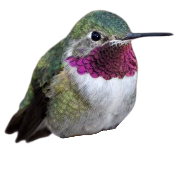Broad-tailed Hummingbird