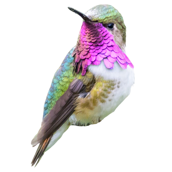 Bumblebee Hummingbird