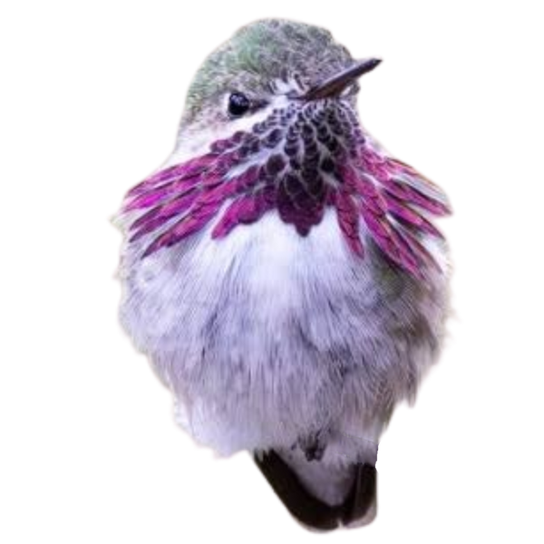 Calliope Hummingbird