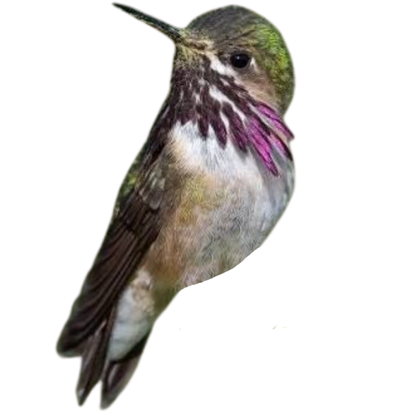Calliope Hummingbird