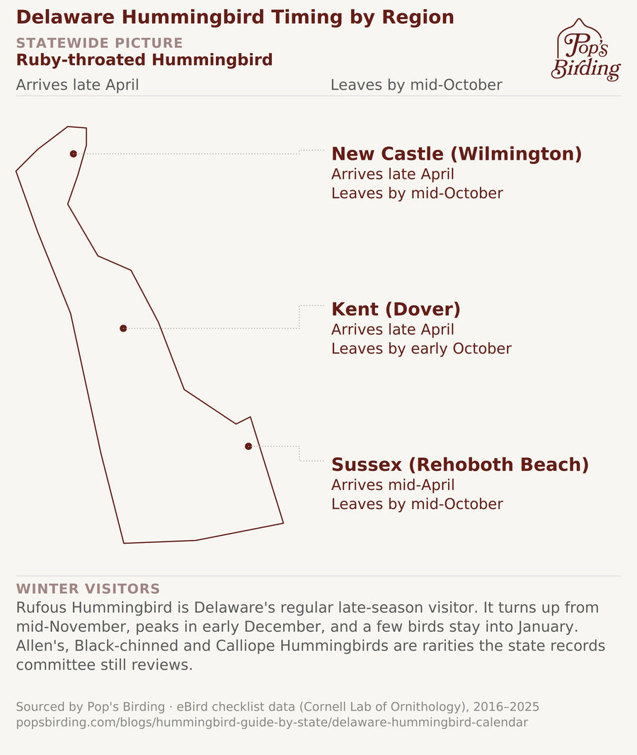 Map of Delaware showing Ruby-throated Hummingbird arrival and departure by county, from eBird data 2016–2025. New Castle (Wilmington): arrives late April, leaves by mid-October. Kent (Dover): arrives late April, leaves by early October. Sussex (Rehoboth Beach): arrives mid-April, leaves by mid-October. A note below the map says Rufous Hummingbird is a regular late-season visitor from mid-November into January. hummingbird timing chart