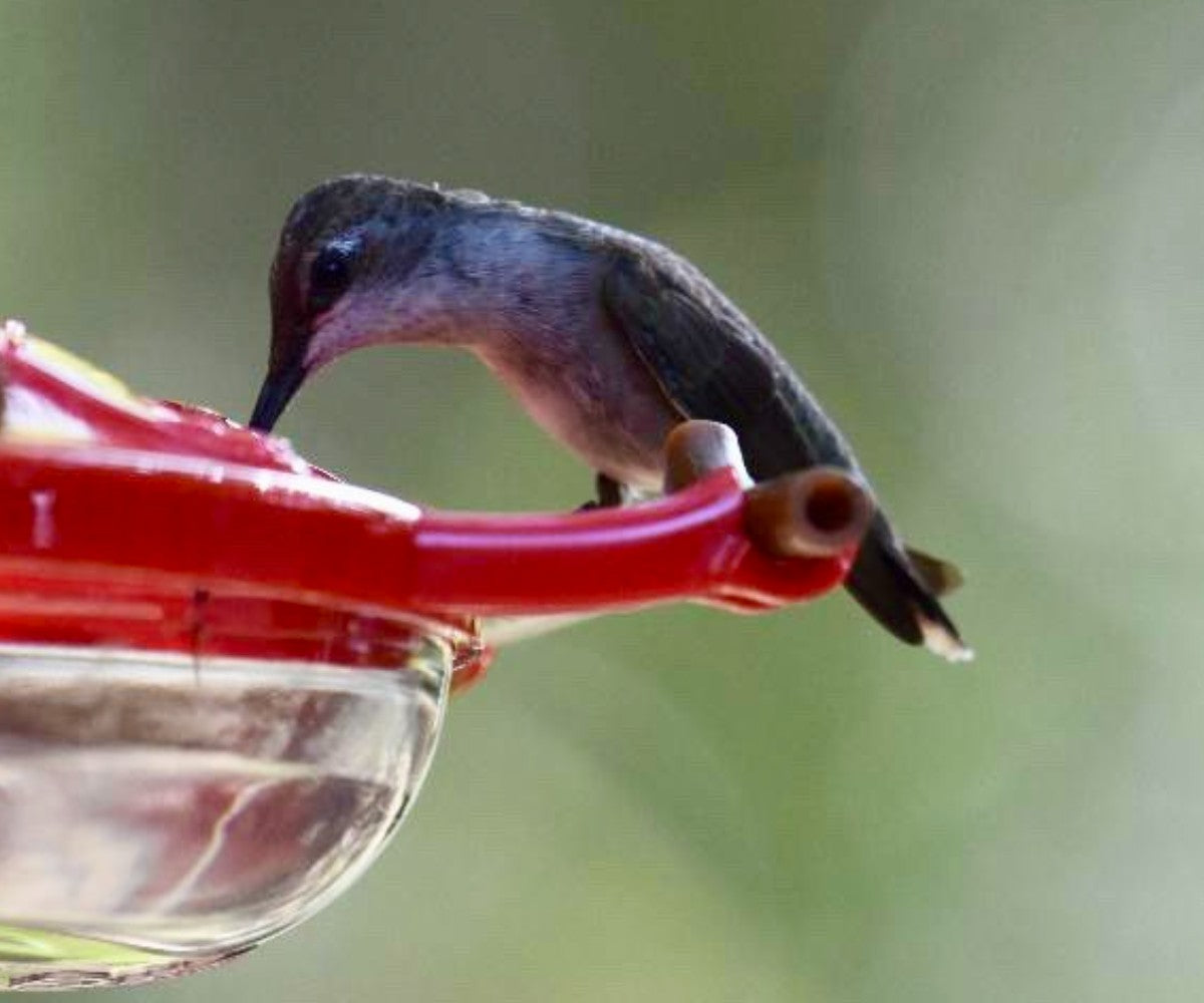 Pop's AspenPerch® Feeder