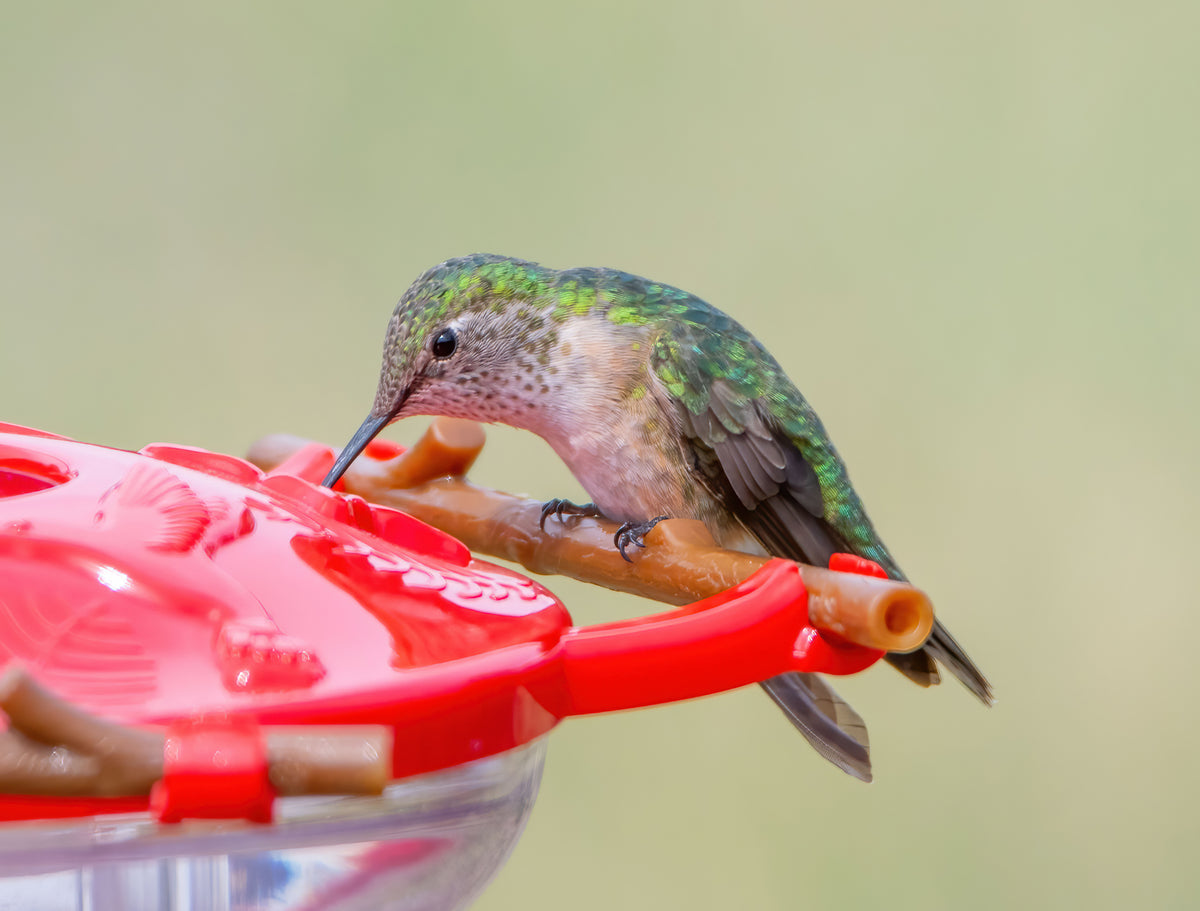 Hummingbird Bundles