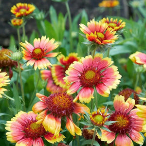 Pop's Birding - Pop's® Perfect Little Sanctuary® Wildflower Seed Blend, Hummingbird & Butterfly, 400mg - Single