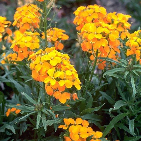 Pop's Birding - Pop's® Perfect Little Sanctuary® Wildflower Seed Blend, Hummingbird & Butterfly, 400mg - Single