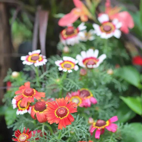 Pink Wildflower Seed Mix