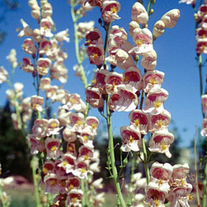 Pop's Birding - Pop's® Perfect Little Sanctuary® Wildflower Seed Blend, Hummingbird & Butterfly, 400mg - Single