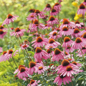 Pop's Birding - Pop's® Perfect Little Sanctuary® Wildflower Seed Blend, Hummingbird & Butterfly, 400mg - Single