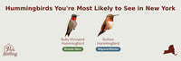 New York hummingbird timing chart