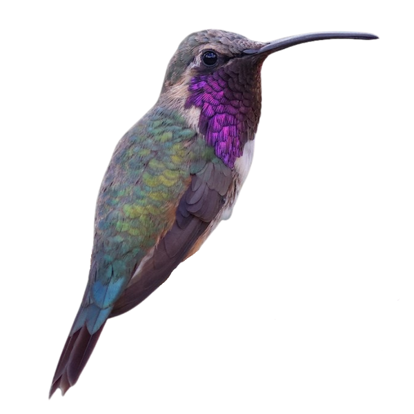 Lucifer Hummingbird