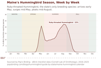 Line chart of Ruby-throated Hummingbird sightings across Maine by week, climbing sharply in mid-May, dipping through June, peaking at 22% of eBird checklists in mid-August, then falling away through September. hummingbird timing chart