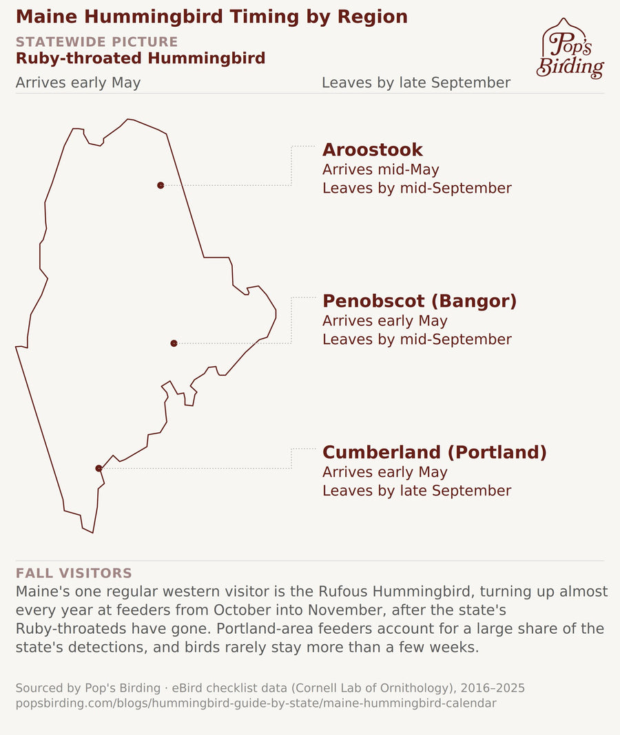 Map of Maine showing Ruby-throated Hummingbird timing by region: Aroostook arrives mid-May and leaves by mid-September; Penobscot County around Bangor arrives early May and leaves by mid-September; Cumberland County around Portland arrives early May and leaves by late September. hummingbird timing chart