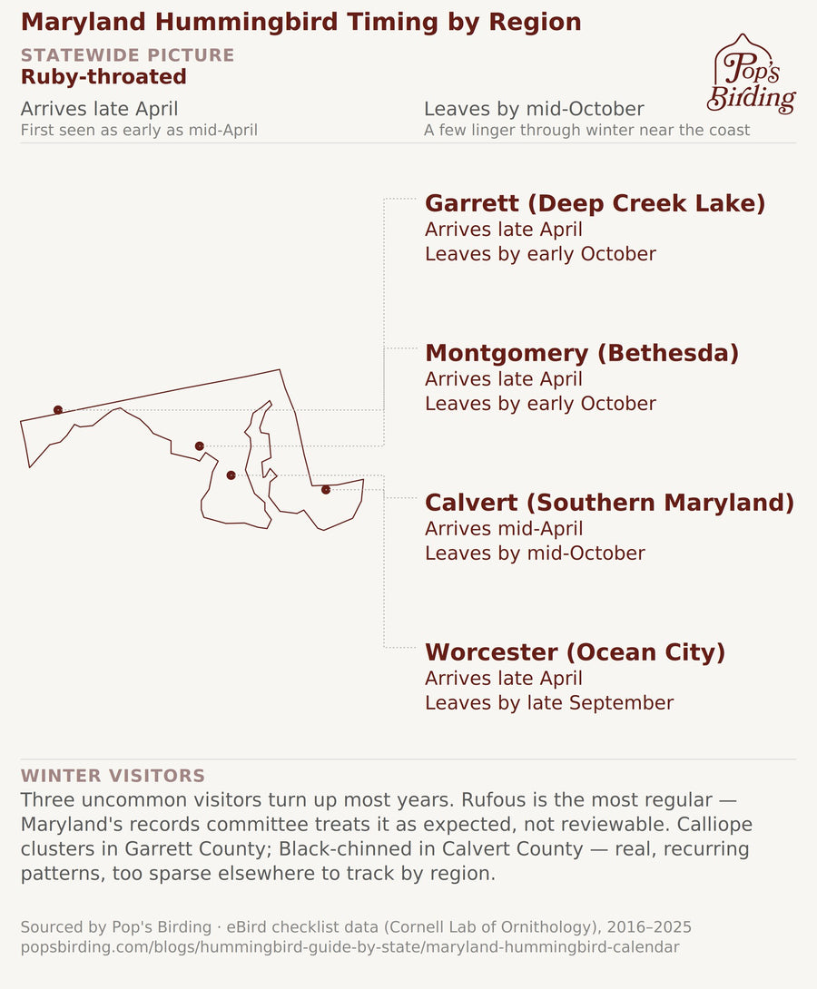Maryland hummingbird timing chart