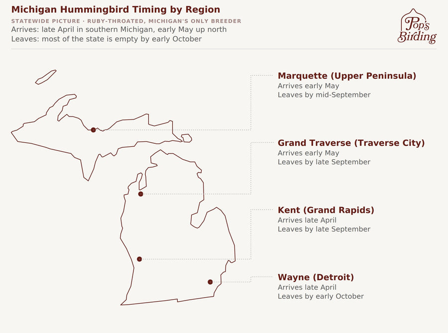 Michigan hummingbird timing chart