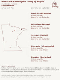 Map of Minnesota showing Ruby-throated arrival/departure by county, eBird data 2016-2025. Statewide: early May-late September. Cook (Grand Marais) and Lake (Two Harbors): mid-May-mid-September. St. Louis (Duluth): mid-May-late September. Hennepin (Minneapolis) and Olmsted (Rochester): early May-early October. Winter visitors note: Rufous turns up most falls, documented most years by the state's records committee, real and recurring but too scattered to pin down by region. hummingbird timing chart