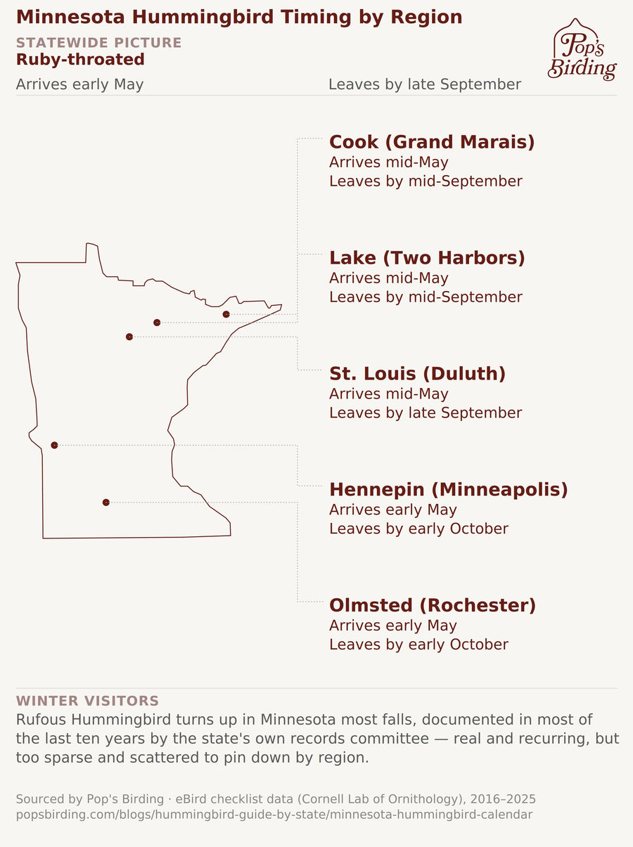 Map of Minnesota showing Ruby-throated arrival/departure by county, eBird data 2016-2025. Statewide: early May-late September. Cook (Grand Marais) and Lake (Two Harbors): mid-May-mid-September. St. Louis (Duluth): mid-May-late September. Hennepin (Minneapolis) and Olmsted (Rochester): early May-early October. Winter visitors note: Rufous turns up most falls, documented most years by the state's records committee, real and recurring but too scattered to pin down by region. hummingbird timing chart