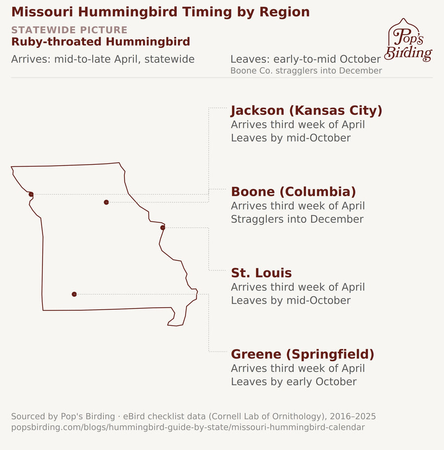 Map showing when hummingbirds arrive and leave in each Missouri region — Jackson (Kansas City), Boone (Columbia), St. Louis, and Greene (Springfield). Ruby-throated Hummingbird is Missouri's only genuine migratory breeder, so timing is driven by the same species everywhere. Arrival is essentially synchronized across all four regions, in the third week of April; departure is where the one real regional difference shows up — Boone County has documented stragglers lingering into December, while the rest of the hummingbird timing chart