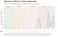 Chart showing Rufous Hummingbird's real seasonal pattern in Missouri, scaled to its own peak of 0.08% in mid-November, showing near-total absence through spring and summer, a small bump in late August, and its real build running from November into December. hummingbird timing chart