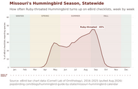 Chart showing Ruby-throated Hummingbird's season in Missouri by week, statewide, 2016-2025, peaking at 45% of checklists in early September hummingbird timing chart