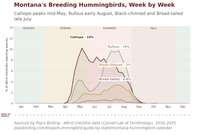 Line chart of Montana's four breeding hummingbirds by week. Calliope peaks at 10% of eBird checklists in mid-May, Rufous at 10% in early August, with Black-chinned and Broad-tailed lower and both peaking in late July. hummingbird timing chart