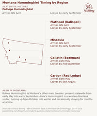 Map of Montana showing Calliope Hummingbird timing by region: Kalispell and Missoula from late April to early September, Bozeman from early May to mid-September, and Red Lodge from early May to late August. hummingbird timing chart