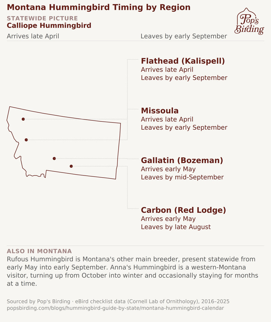 Map of Montana showing Calliope Hummingbird timing by region: Kalispell and Missoula from late April to early September, Bozeman from early May to mid-September, and Red Lodge from early May to late August. hummingbird timing chart