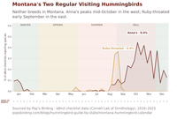 Line chart of Montana's two regular non-breeding hummingbirds by week. Ruby-throated spikes briefly in late August and early September in eastern Montana, while Anna's climbs through October and persists into winter in the west. hummingbird timing chart