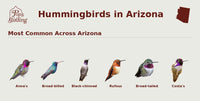An informational graphic titled 'Hummingbirds in Arizona' with a small Arizona state silhouette and the Pop's Guiding logo. It shows a ranked list of the most common hummingbird species in Arizona, including Anna's, Broad-billed, Black-chinned, Rufous, Broad-tailed, and Costa's, each pictured with its name underneath on a light beige background. hummingbird timing chart