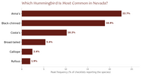 Which Hummingbird Is Most Common in Nevada? Bar chart showing Anna's Hummingbird as the most common hummingbird in Nevada, with peak frequency percentages for all 7 measurable species hummingbird timing chart