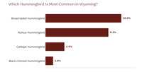 Which Hummingbird Is Most Common in Wyoming? Bar chart showing Broad-tailed Hummingbird as the most common hummingbird in Wyoming, with peak frequency percentages for all 4 measurable species hummingbird timing chart