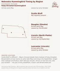 Map showing when hummingbirds arrive and leave in each Nebraska region — Scotts Bluff, Douglas (Omaha), Lincoln (North Platte), and Lancaster (Lincoln). Ruby-throated Hummingbird is the dominant breeder across the eastern three regions, but Scotts Bluff in the Panhandle is different — Black-chinned Hummingbird breeds there instead, with Broad-tailed, Calliope, and Rufous passing through as regular migrants. hummingbird timing chart