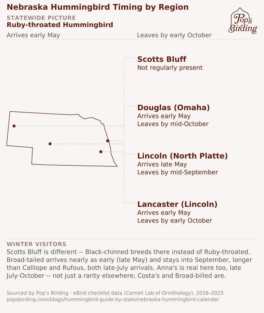 Map showing when hummingbirds arrive and leave in each Nebraska region — Scotts Bluff, Douglas (Omaha), Lincoln (North Platte), and Lancaster (Lincoln). Ruby-throated Hummingbird is the dominant breeder across the eastern three regions, but Scotts Bluff in the Panhandle is different — Black-chinned Hummingbird breeds there instead, with Broad-tailed, Calliope, and Rufous passing through as regular migrants. hummingbird timing chart